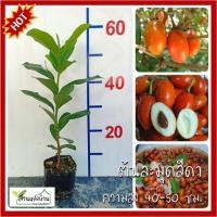 ราคา ต้นละมุดสีดา ละมุดสีดา ละมุด ต้นละมุด ละมุดไทย ต้นละมุดไทย (14334436714)