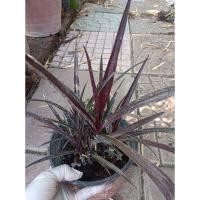 ราคา ต้นพลับพลึงแดงแคระ ตัดสด สูง 25 ซม. (26679351118)