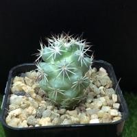 ราคา กระบองเพชรแมมชูแมน-Mammillaria Schumannii (10200065120)