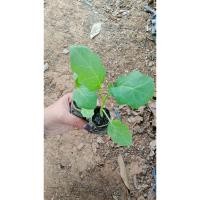 ราคา กล้ามะเขือพวงไร้หนามพร้อมปลูก (48507074916)