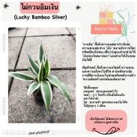 ราคา ต้นไผ่กวนอิมเงิน ( ซื้อ 5 แถม 1 ) ต้นไม้มงคลไม้ฟอกอากาศ เสริมดวงโชคลาภ ต้นจริงสวยมาก (40909100124)