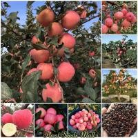 ราคา 50เมล็ด/ซอง Dwarf Apple Tree Seeds Fruit Seed ปลูกง่ายปลูกได้ทั่วไทยเมล็ดพันธุ์ แอปเปิ้ล เมล็ดพันธุ์ผลไม้ ต้นไม้ผลกินได้ (46653535358)