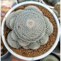 ราคา Mammillaria lenta แมมเลนต้าฟอร์มกอ สวย แน่น สมบูรณ์ 6 นิ้ว (40028939767)