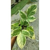 ราคา ต้นเพกาด่างไม้เพาะเมล็ด (23077537755)