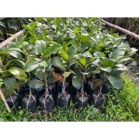 ราคา ต้นพันธุ์จำปาดะยวงทองนาทวีกิ่งทาบ1ชุด5ต้น (29337914087)