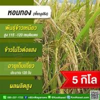 ราคา เมล็ดพันธุ์ข้าว​ ข้าวเหนียว หอมทอง เขี้ยวงู นาปรัง ไม่ไวแสง หอม นุ่ม สู้หนาว 5 กก. คูลเกษตร KR26.1 (41904452397)