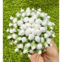 ราคา พร้อมส่งแคคตัสแมมอิรุซามุซุปเปอร์สโนว์❄️Mammillaria bucareliensis cv. super erusamu (24900995116)
