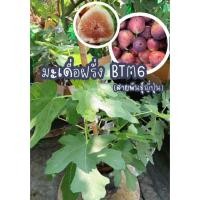 ราคา ต้นมะเดื่อฝรั่ง BTM6 สายพันธุ์ญี่ปุ่น(กิ่งตอน)กระถาง8นิ้ว สูง35ซม. (48506369243)