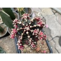 ราคา ไม้กราฟ ยิมโนด่าง “โร่เซ่ ROSE’”Gymnocalycium Cactus (ยิมโนคาไลเซียม แคคตัส) (3088448171)