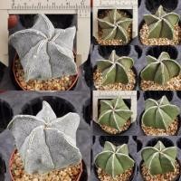 ราคา กระบองเพชร แอสโตรไฟตัม ไมริโอสติ๊กมา "ฮาคุโจ" Astrophytum myriostigma Hakujo (ไม้เมล็ด) (9619242734)