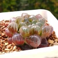 ราคา ฮาโวเทียหยดน้ำ Haworthia Cooperi 'red vein' (2409186453)