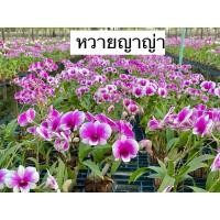 ราคา หวายแคระ กล้วยไม้หวายแคระ "ญาญ่า" ( กระถาง 4นิ้ว ) (43961429667)