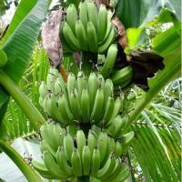 ราคา ต้น กล้วยนางพญา ลำต้นสูง 30 ซม จัดส่งพร้อมถุง 6 นิ้ว มีรากแล้ว (7894642271)