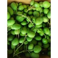 ราคา ต้นมะม่วงเบา มะม่วงเปรี้ยว ส่งแบบเพาะใส่ถุงดำ (10159381237)