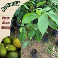 ราคา ต้นอโวคาโด้ แบบกิ่งทาบ (40755070111)