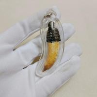 ราคา เขี้ยวหมูตันถักเชือกเลี่ยมกรอบ สุดยอดเครื่องรางทนสิทธิ์มีอานุภาพในตัว แคล้วคลาดคงกระพัน มีบริการส่งฟรี (28680423603)