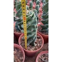 ราคา Cereus forbesii 'Spiralis ซีรีอุส สไปราลิส หรือเกลียวสวาทต้นใหญ่ 20 เซนติเมตรขึ้นไป (13340497735)