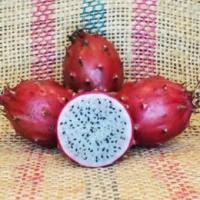 ราคา ต้นแก้วมังกรแดงเอกวาดอร์ Baby Eerrado Dragon Fruit กิ่งพันธุ์แก้วมังกรแดงเอกวาดอร์ พันธุ์แก้วมังกรแดงเอกวาดอร์ (20704280454)