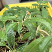 ราคา Beepees cactus มะพร้าวทะเลทรายใบยาว Dorstenia crispa var. lancifolia กระถาง 2 นิ้ว *ส่งเเบบถอดกระถาง* (16751825933)