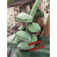 ราคา พันธุ์หน่อกล้วยเทพพนม (25746709241)