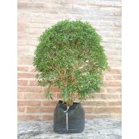 ราคา ต้นพุดศุภโชค พุ่มใหญ่ 40 - 50 ซม. ไม้ดอก ไม้ประดับ จัดสวน ทำรั้ว (27624615670)
