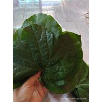 ราคา ใบกระเช้าสีดา,กระเช้าถุงทอง80 ใบใบใหญ่ๆสำหรับเลี้ยงหนอนผีเสื้อ (40410339185)