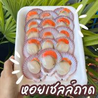 ราคา หอยเชลล์ เชลล์ ฝา เชลล์ถาด เชลล์ตัว พร้อมใช้ ถาด 15 ตัว ‼️ฟรีโฟม‼️ (23752836798)