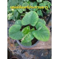 ราคา ต้นเสน่ห์จันทร์ประกายดาว ไม้แยกหน่อสวยแข็งแรงกรถาง6นิ้ว เสน่ห์จันทร์ประกายดาว  (25180479921)
