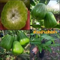 ราคา (2ต้น) ต้น ชมพู่เขียวหยก ต้นชมพู่เขียวหยก ชมพู่ เขียวหยก ต้นชมพู่ happy (15348721204)