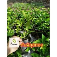 ราคา ต้นพิกุล ไม้ยืนต้น มีดอกหอม สีขาว พิกุล​ พิกุล​ทอง​ (8903845509)