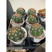 ราคา เมโลแคคตัส melocactus cactus กระบองเพชร ไม้อวบน้ำ (17013528665)