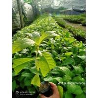 ราคา ต้นสักทอง ไม้ป่าเศรษฐกิจ (18145849658)