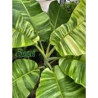 ราคา กล้วยน้ำว้าค่อมด่าง#ค่อมด่าง#กล้วยด่าง (20021783951)