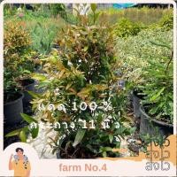 ราคา (ส่งไว) ต้นคริสติน่า กระถาง 11 นิ้ว (24567647266)