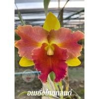 ราคา กล้วยไม้แคทลียา อเมซิ่งไทยแลนด์ ต้นพร้อมให้ดอก แคทลียา พร้อมส่งตรงจากสวน กล้วยไม้ มีเก็บเงินปลายทาง (19966733988)