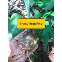 ราคา ว่านพญาลิ้นงูว่านกันงูว่านโบราญ5หัว40บาทว่านชนิดนี้มีดอกด้วยนะคะ (11691081340)