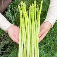 ราคา 10 Seeds เมล็ดหน่อไม้ฝรั่ง หน่อไม้ฝรั่งม่วง หน่อไม้ฝรั่งขาว Sweet Asparagus Seeds for Planting เมล็ดพันธุ์ (41724678560)