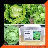 ราคา ผักสลัดแก้ว ไอซ์เบิร์ก - Iceberg Lettuce บรรจุชุดละ 1000 เมล็ด มีคุณภาพ ของแท้ % (759580245)