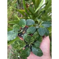 ราคา มะพร้าวทะเลทราย(ด่าง/ลุ้นด่าง) (42460437788)