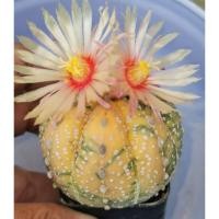 ราคา แอ​สโตร​ไ​ฟตั้​ม​ ด่าง#แคสตัส castus​ astrophytum แอสโตร แอสโตร​ไ​ฟตั้​ม แอสโตรไฟตัม กระบองเพชร แอสโตรวี (7756594602)