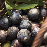 ราคา ต้นมะเดื่อฝรั่ง Figs ต้นฟิกส์ สายพันธุ์ Ice Crystal ลำต้นสูง 30-40 ซม กระถาง 6 นิ้ว (10813488559)