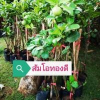 ราคา ส้มโอทองดี​ ต้นใหญ่แข็งแรง​ พร้อมออกดอกติดลูก​ (6738922092)
