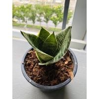 ราคา ต้นลิ้นมังกรแคระ (ไม้ฟอกอากาศ) (7750916639)