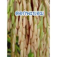 ราคา เมล็ดพันธุ์ข้าวเจ้าไร่ ดอกพะยอม 150 เมล็ด (พิจารณาก่อนตัดสินใจ) (26672556310)