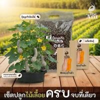 ราคา ชุดปลูกฟักทองน้ำเต้า เซตปลูกไม้เลื้อย4 พร้อมเมล็ดพันธุ์ออร์แกนิค เมล็ดพันธุ์หายาก เมล็ดพันธุ์นำเข้า (45306652149)