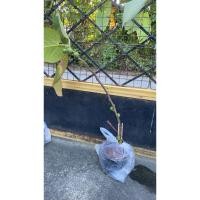 ราคา ต้นมะเดื่อฝรั่ง Iraqi fig no.3 (49251599601)