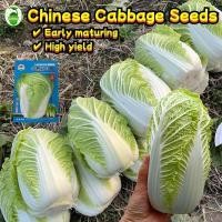 ราคา 300 เมล็ด/ซอง เมล็ดพันธุ์ ผักกาดขาวปลี เมล็ดพันธุ์ผักกาดขาว Chinese Cabbage Seeds Early-maturing Cabbage Vegetable Seeds (27482669637)