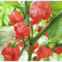 ราคา เมล็ดพันธุ์พริกแคโรไลนา รีปเปอร์ (Carolina Reaper) 100 เมล็ด/แพ็ค | เมล็ดพันธุ์พริก (27343591968)