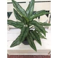 ราคา ต้นเศรษฐีพันล้าน ไม้มงคล (6945747584)