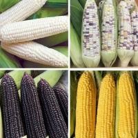ราคา รวมเมล็ดพันธุ์ข้าวโพดหลากหลายสายพันธุ์ สีขาว สีดำ สีขาวม่วงข้าวโพดเทียนรวม ข้าวโพดหวาน ข้าวโพดข้าวเหนียว ข้าวโพดหวานละไม (8255483616)